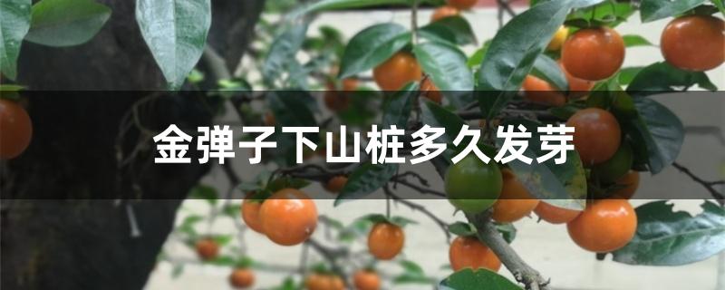 金弹子下山桩多久发芽 金弹子下山桩多久发芽