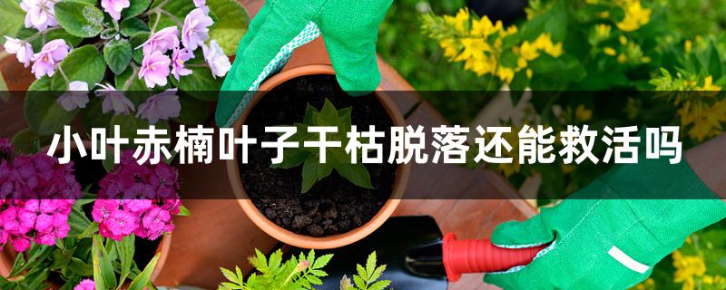 小叶赤楠叶子干枯脱落还能救活吗 小叶赤楠叶子干枯脱落还能救活吗