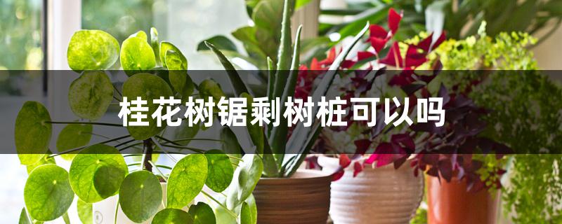桂花树锯剩树桩可以吗 桂花树锯剩树桩可以吗