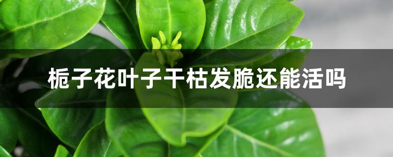 栀子花叶子干枯发脆还能活吗 栀子花叶子干枯发脆还能活吗