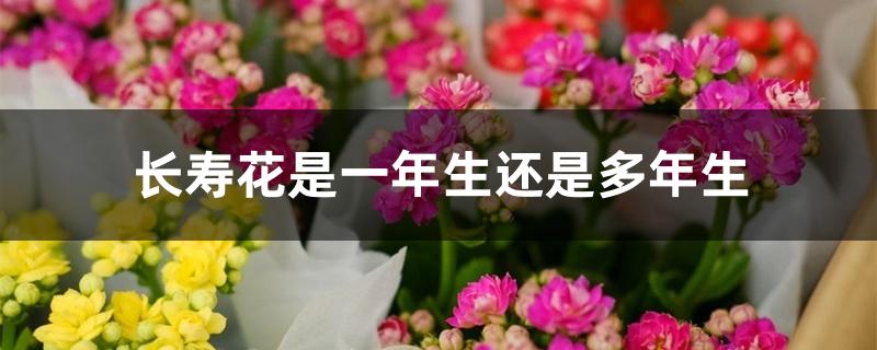 长寿花是一年生还是多年生 长寿花是一年生还是多年生