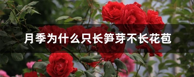 月季为什么只长笋芽不长花苞 月季为什么只长笋芽不长花苞