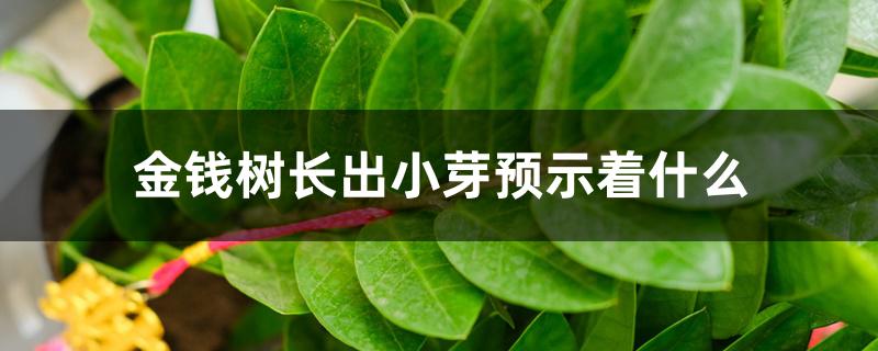 金钱树长出小芽预示着什么 金钱树长出小芽预示着什么