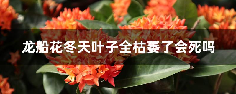 龙船花冬天叶子全枯萎了会死吗 龙船花冬天叶子全枯萎了会死吗