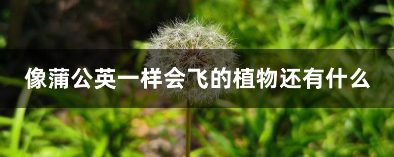 像蒲公英一样会飞的植物还有什么