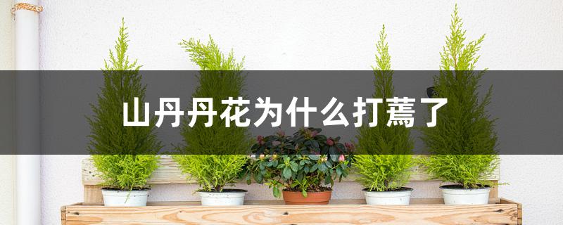 山丹丹花为什么打蔫了 山丹丹花为什么打蔫了