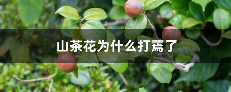 山茶花为什么打蔫了 山茶花为什么打蔫了