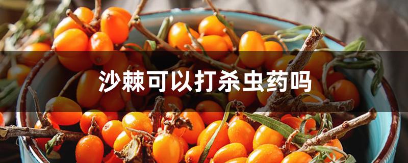 沙棘可以打杀虫药吗 沙棘可以打杀虫药吗