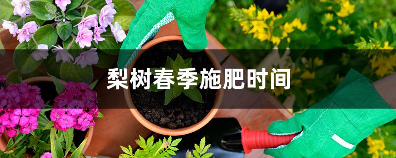梨树春季施肥时间 梨树春季施肥时间