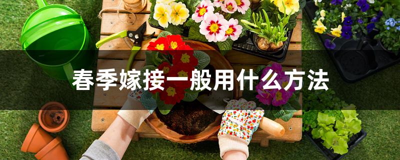 春季嫁接一般用什么方法 春季嫁接一般用什么方法
