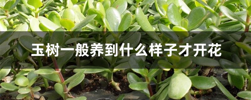 玉树一般养到什么样子才开花 玉树一般养到什么样子才开花