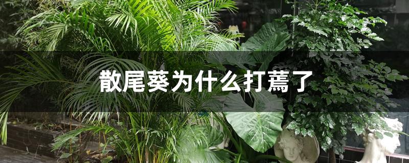 散尾葵为什么打蔫了 散尾葵为什么打蔫了