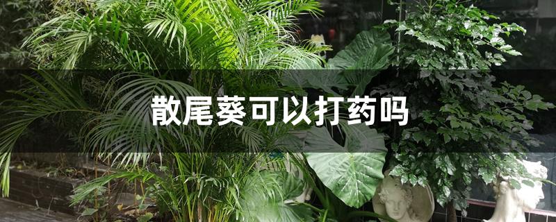 散尾葵可以打药吗 散尾葵可以打药吗