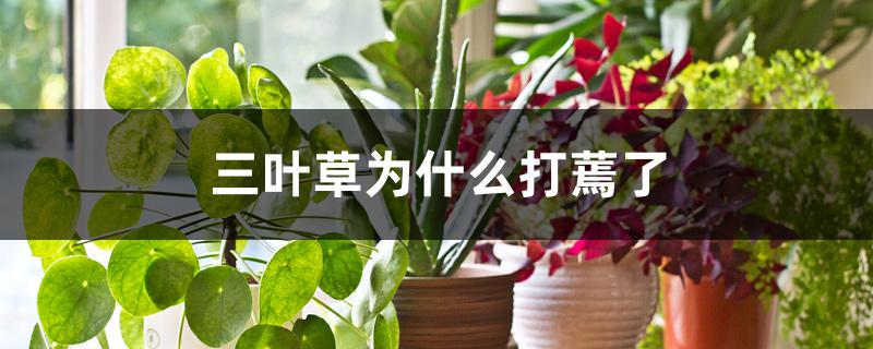 三叶草为什么打蔫了 三叶草为什么打蔫了
