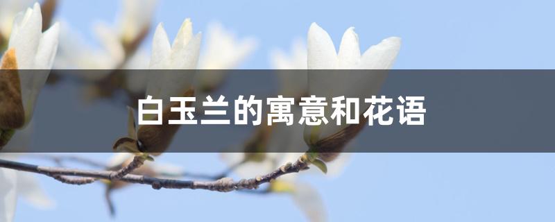 白玉兰的寓意和花语 白玉兰的寓意和花语