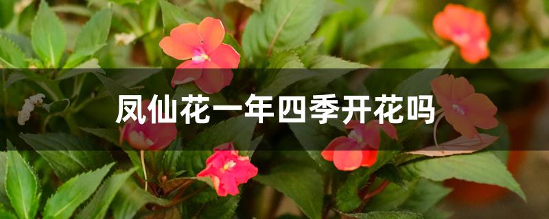 凤仙花一年四季开花吗