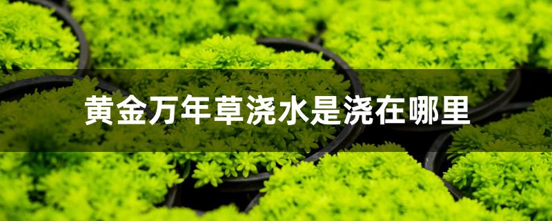 黄金万年草浇水是浇在哪里 黄金万年草浇水是浇在哪里