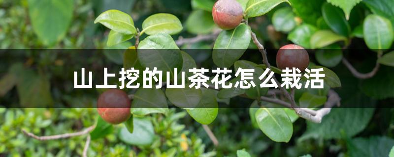 山上挖的山茶花怎么栽活 山上挖的山茶花怎么栽活