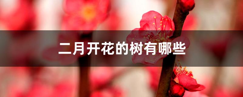 二月开花的树有哪些 二月开花的树有哪些