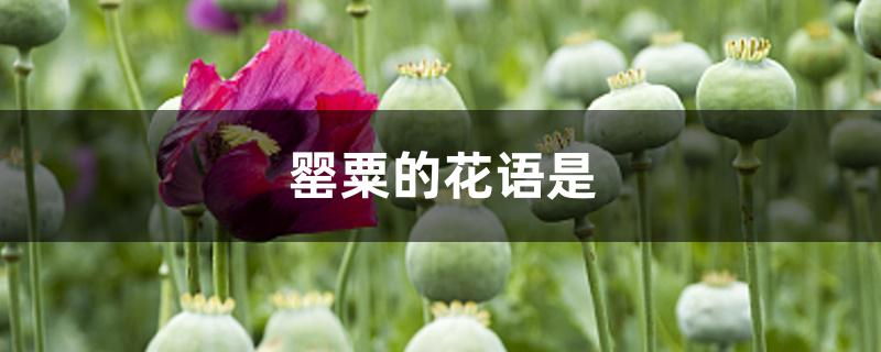 罂粟的花语是 罂粟的花语是