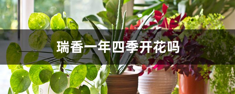 瑞香一年四季开花吗 瑞香一年四季开花吗