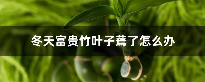 冬天富贵竹叶子蔫了怎么办 冬天富贵竹叶子蔫了怎么办