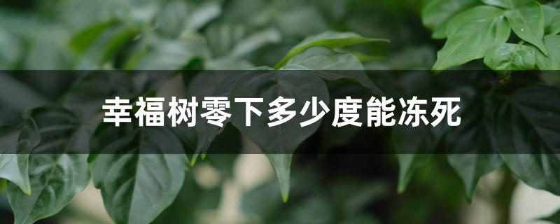 幸福树零下多少度能冻死 幸福树零下多少度能冻死