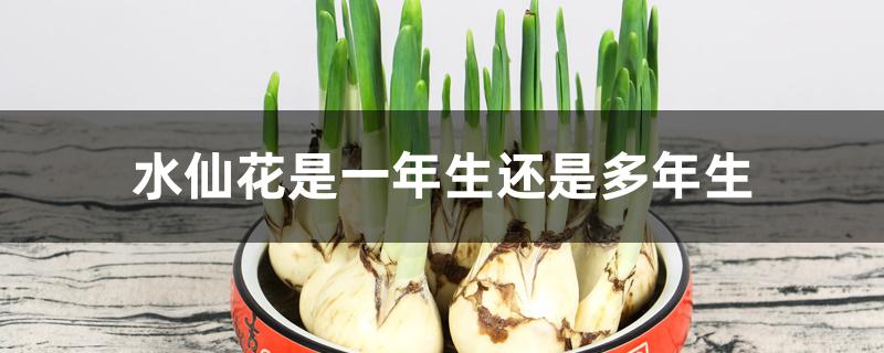 水仙花是一年生还是多年生 水仙花是一年生还是多年生