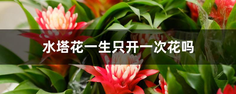 水塔花一生只开一次花吗 水塔花一生只开一次花吗
