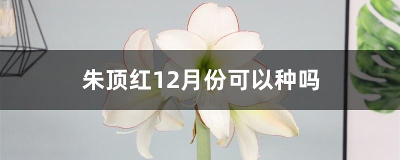 朱顶红12月份可以种吗 朱顶红12月份可以种吗