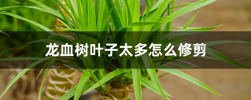 龙血树叶子太多怎么修剪 龙血树叶子太多怎么修剪