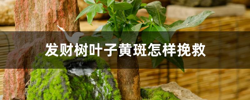 发财树叶子黄斑怎样挽救 发财树叶子黄斑怎样挽救