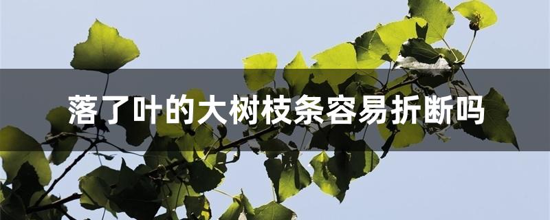 落了叶的大树枝条容易折断吗 落了叶的大树枝条容易折断吗