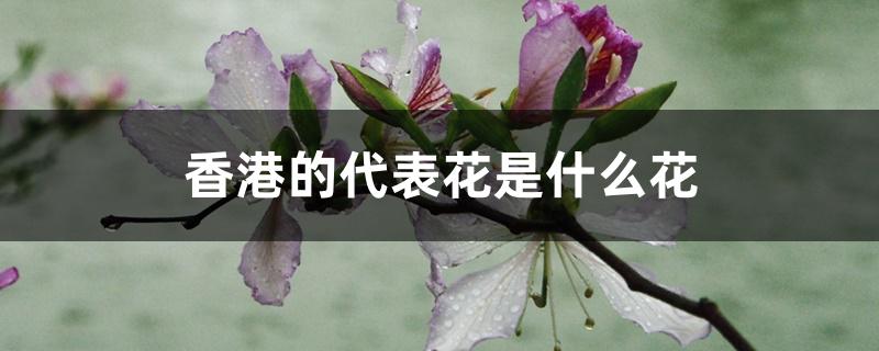 香港的代表花是什么花 香港的代表花是什么花