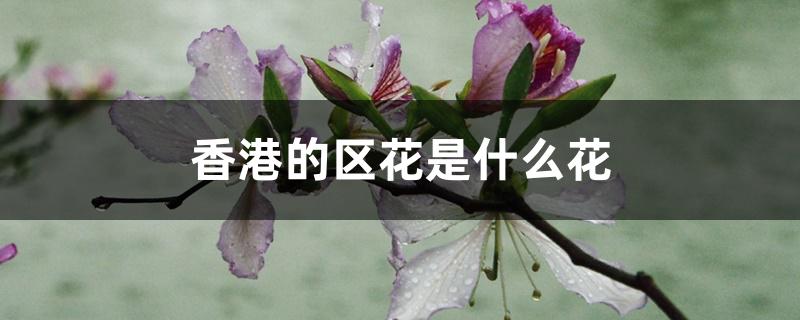 香港的区花是什么花 香港的区花是什么花