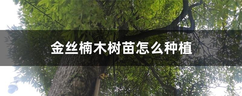金丝楠木树苗怎么种植 金丝楠木树苗怎么种植