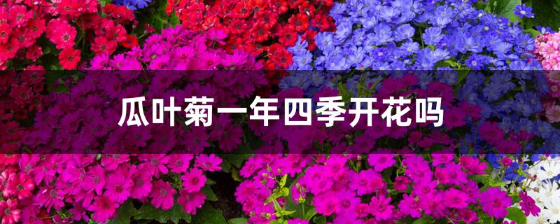 瓜叶菊一年四季开花吗 瓜叶菊一年四季开花吗