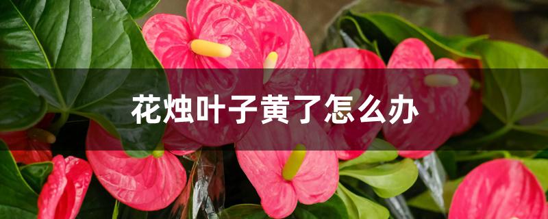 花烛叶子黄了怎么办 花烛叶子黄了怎么办