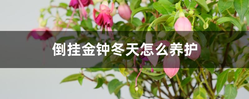 倒挂金钟冬天怎么养护 倒挂金钟冬天怎么养护