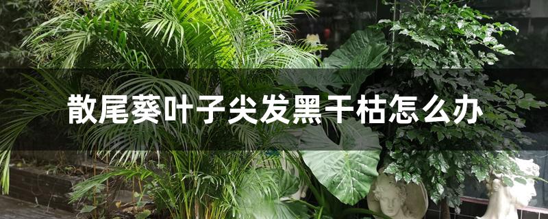 散尾葵叶子尖发黑干枯怎么办 散尾葵叶子尖发黑干枯怎么办