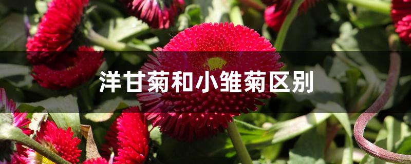 洋甘菊和小雏菊区别 洋甘菊和小雏菊区别