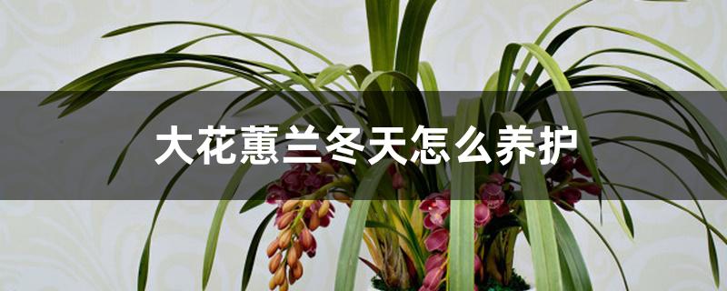大花蕙兰冬天怎么养护 大花蕙兰冬天怎么养护