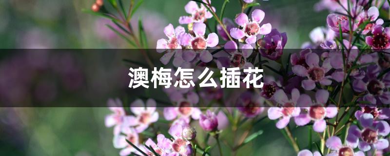 澳梅怎么插花 澳梅怎么插花