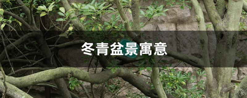 冬青盆景寓意 冬青盆景寓意