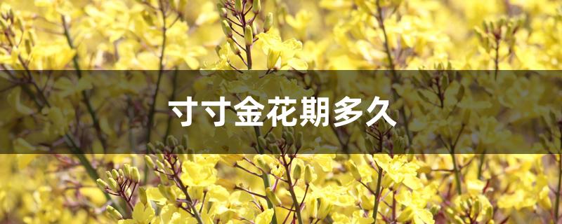 寸寸金花期多久 寸寸金花期多久