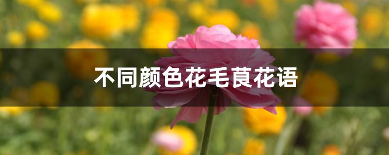 不同颜色花毛茛花语 不同颜色花毛茛花语