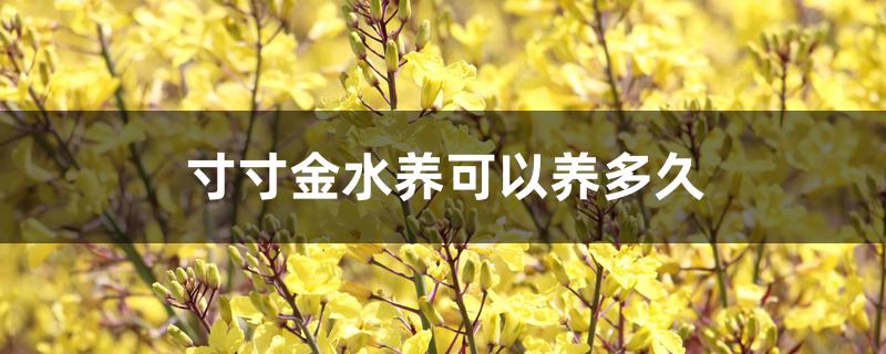 寸寸金水养可以养多久 寸寸金水养可以养多久