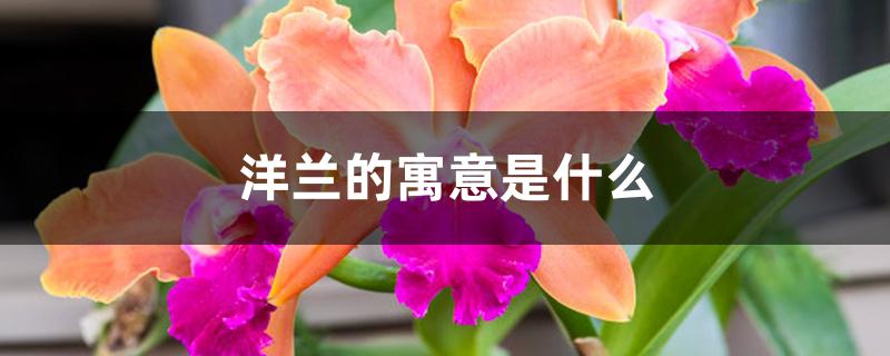 洋兰的寓意是什么 洋兰的寓意是什么