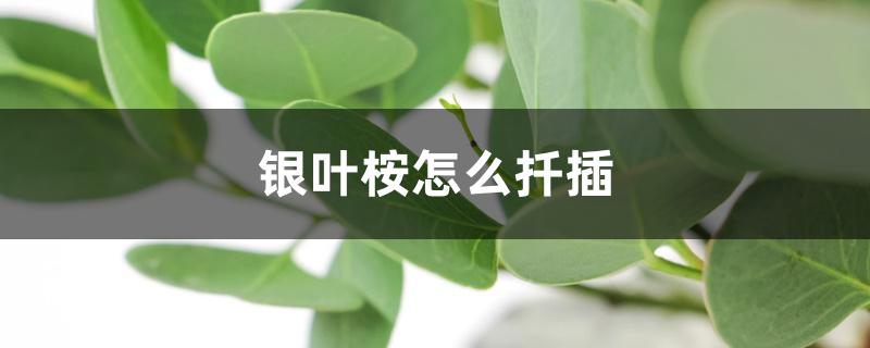 银叶桉怎么扦插 银叶桉怎么扦插