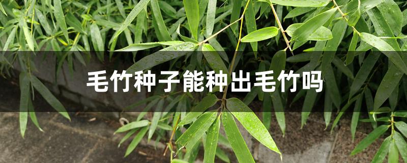 毛竹种子能种出毛竹吗 毛竹种子能种出毛竹吗